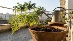 Como cuidar do aspargo-pluma para manter o efeito “nuvem” no vaso