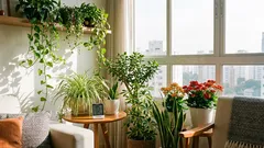 5 plantas que ajudam a melhorar a umidade do ar em casa