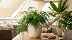 Como cuidar do aspargo-samambaia e manter a folhagem verdinha e cheia